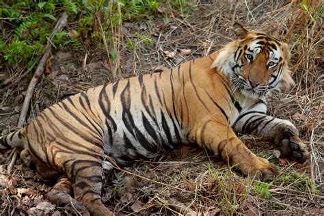 filebengal tiger indiajpg wikimedia commons