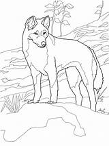 Dingo Coloring Australia Pages Printable Animals Australian Animal Supercoloring Outback Outline Print Colouring Horse Dog Drawing Kids Color Sunday School sketch template