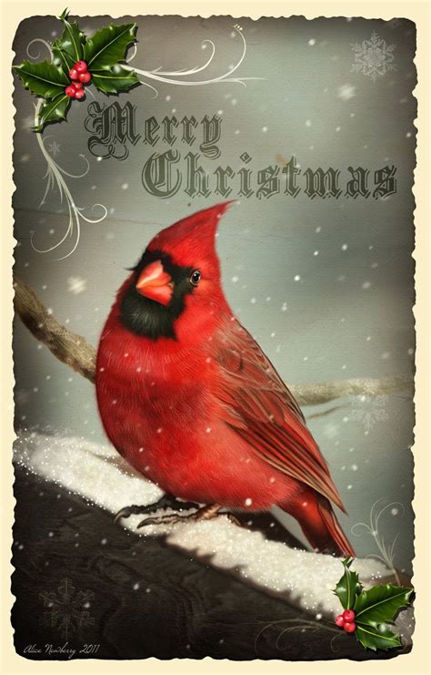 cardinalchristmas pinteres