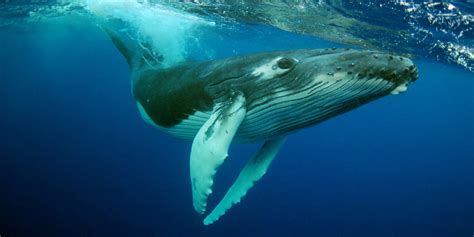 humpback whales   longer threatened