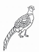 Pheasant Coloring Pages Birds Printable Kids Color Pheasants Bird Print Funnycoloring Results Mycoloring Advertisement Recommended sketch template