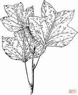 Tree Coloring Tulip Leaves Trees Cottonwood Pages Drawing Poplar Printable Color Yellow Cedar Template Sketch Supercoloring Designlooter Getdrawings Draw Drawings sketch template