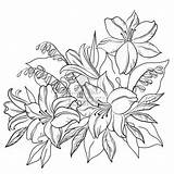 Flower Flowers Lily Outline Drawing Drawings Coloring Pages Outlines Tattoo Contours Lotus Vector Designs Printable Floral Line Detailed Sketch Color sketch template