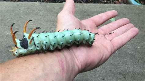 green caterpillar  horn wholesale cheap save  jlcatjgobmx