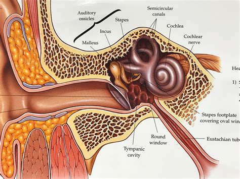 hearing loss ear consultants  georgia