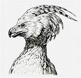 Fawkes Jerome Fenix Phenix Pheonix Phönix Greif Dumbledore Wb Oiseau Phénix Never Patronus Fénix Skyrock Vögel Criaturas Creatures Depuis Vogel sketch template