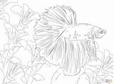 Betta Pez Kampffisch Peixe Ausmalbild Adult Supercoloring Pintar Peces Ausmalbilder Bubakids Kampffische Zeichnen sketch template