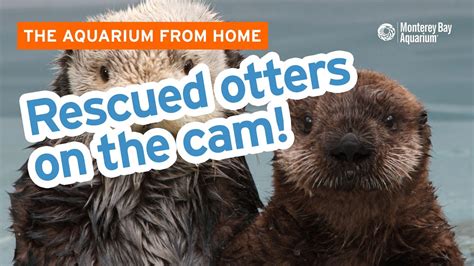 We Re Here To Answer Your Sea Otter Questions With The Sea