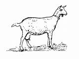 Goat Chevre Chevreau Vre 2376 sketch template