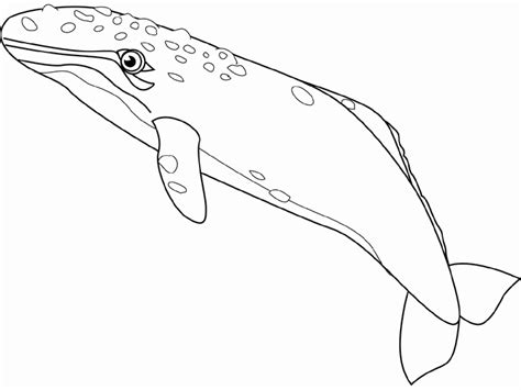 blue whale drawing  getdrawings