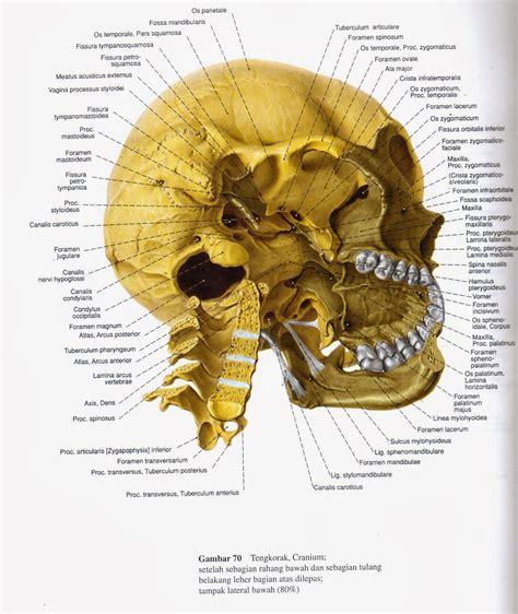 asuhan keperawatan lengkap anatomi tulang kepala