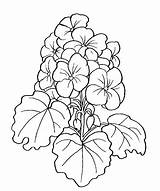 Geranio Geranios Geranium Fiore Fiori Dibujo Tulipanes Grande Geraniums Stampare Telas Malva Mandalas sketch template