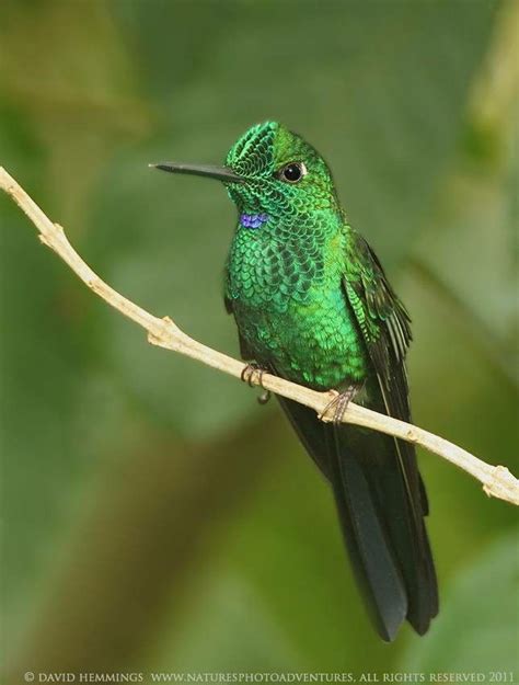 pin  mhadmani admani  beatiful  colorful birds hummingbird