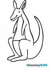 Kangaroo Australien Ausmalbilder Clipartmag sketch template