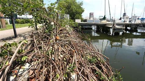 city crews responsible  severely cut mangrove  demens landing
