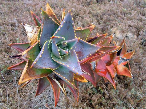 colorful african cactus  photo  freeimages