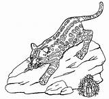 Ocelot Coloring Pages Clipart Animal Print Sheknows Geography Printable Cliparts Cute Animals Leopard Library sketch template