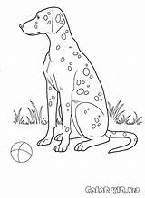 Coloring Dog Spotted Pages Colorkid Dogs sketch template
