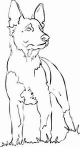 Ausmalen Schäferhund Hund K9 Schäferhunde Shepherds Umrisszeichnungen Zeichnen Grafiken Belga Colorear Zeichnungen Schwarzer Tattoo Perro Sketchite sketch template