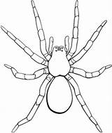 Tarantula Insect Widow Ausmalbilder Designlooter Spinnen sketch template