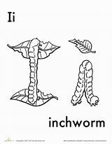 Coloring Pages Inchworm Education sketch template
