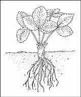 Roots Plant Drawing Strawberry Flower Strawberries Grow Getdrawings Dummies sketch template