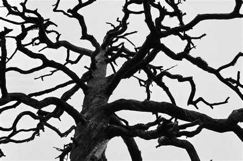 branches branch photo explore