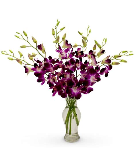 Exotic Breeze Purple Orchids Avas Flowers