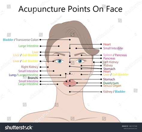 acupuncture points face images stock  vectors shutterstock