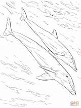 Bottlenose Dolphins Designlooter Juvenile Compatible sketch template