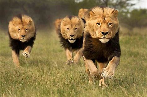 Botswana Safaris Lions Of Northern Botswana Travel Articles