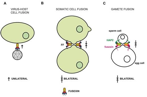 Sperm Egg Fusion Proteins And Zika Technion Israel Institute Of