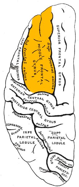 middle frontal gyrus psychology wiki fandom powered by