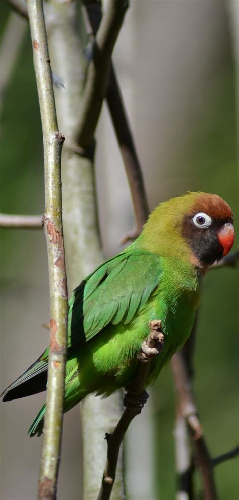small beautiful green parrot  wild animals
