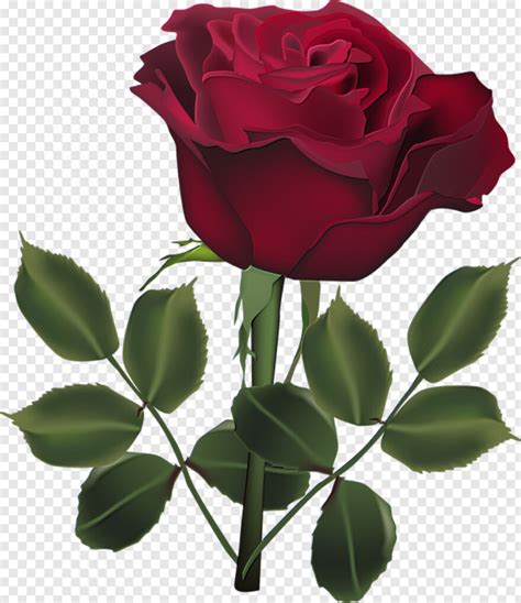 Bouquet Of Roses Dark Souls Pink Rose Flower Rose Flower Rose