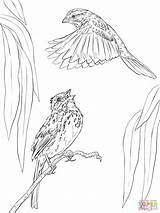 Coloring Song Sparrows Pages Two Sparrow Supercoloring Bird Printable Drawing Categories Crafts sketch template