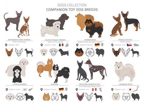 dog breeds   american kennel club toy group pets