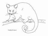 Possum Draw Australian Ringtail Kids Australia Coloring sketch template