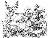 Deer Northwoods Rubber Stamps Stamp Family sketch template