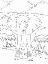Elefant Afrikanischer Ausmalbilder Supercoloring Elefanten Tiere sketch template