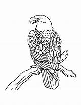 Eagle Outline Coloring Drawing Pages American Printable Getdrawings sketch template