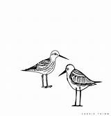 Sandpiper Spotted sketch template