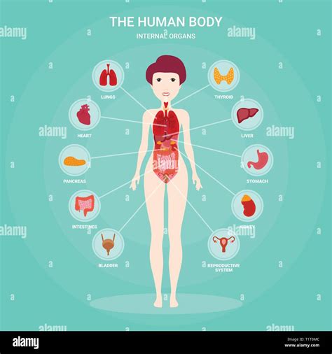 die menschliche anatomie infografik elemente mit der inneren organe