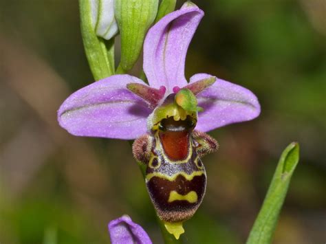 ophrys planter  entretenir ooreka