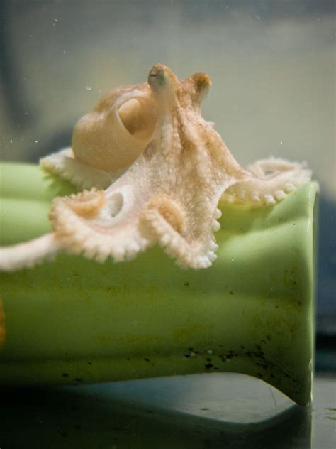 First Ever Octopus Genome Sequenced All Images Nsf National