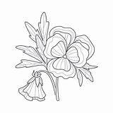 Pansy Coloring Flower Monochrome Drawing Book sketch template