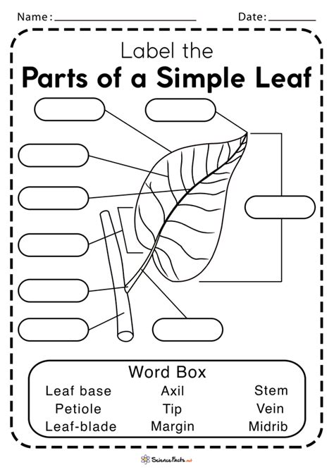 printable diagram   leaf gif  diagrams