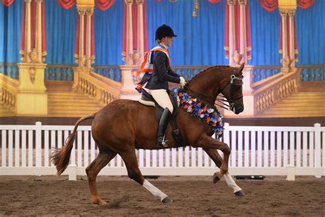 nationals australasian show horse championships equestrian