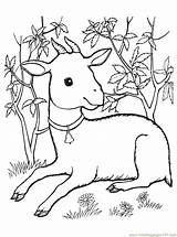 Goat Ziege Coloringpages101 sketch template