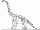 Skeleton Coloring Dinosaur Pages Fossil Brachiosaurus Dinosaurus Animal Bone Printable Bones Color Getcolorings Modest Print Getdrawings sketch template